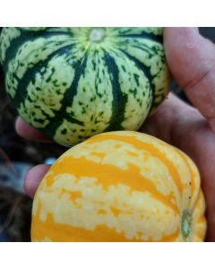 Cucurbita, Winter Squash 'Sweet Dumplin’