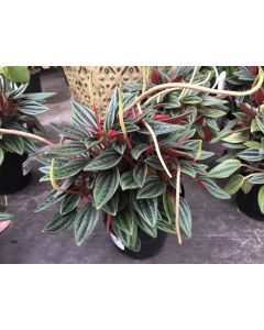 Peperomia caperata 'Rosso'