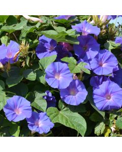 Ipomoea, Morning Glory 'Heavenly Blue'
