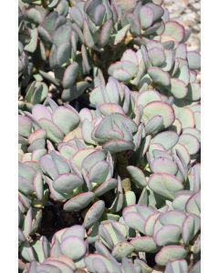 Crassula arborescens, Silver Dollar Plant
