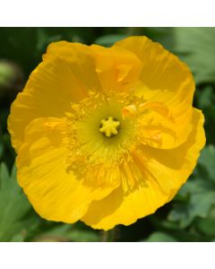 Papaver, Iceland Poppy 'Champagne Bubbles Yellow'