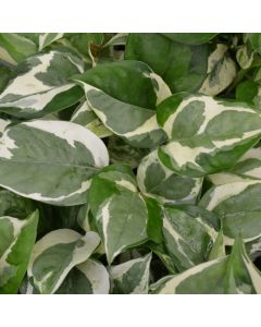 Epipremnum Aureum, Pothos 'Pearls 'n Jade'