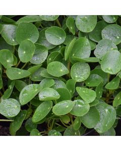 Pilea Peperomioides 'Chinese Money Plant'