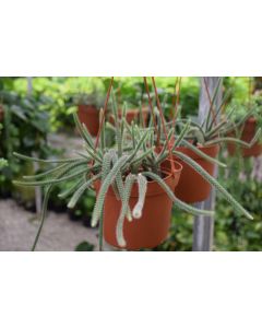 Aporocactus flagelliformis, Rat Tail Cactus