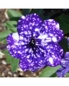 Petunia, Headliner™ 'Night Sky'