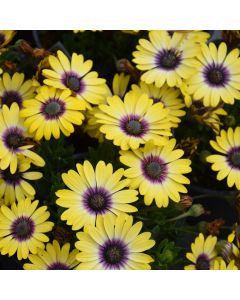Osteospermum, Blue Eyed Beauty