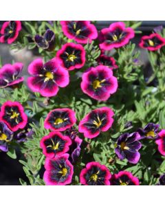 Calibrachoa, Cabaret® 'Goodnight Kiss'