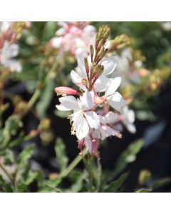 Gaura, Belleza® 'Early White'