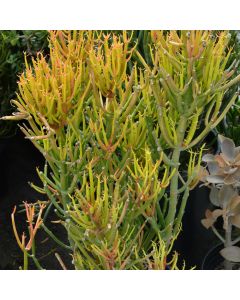 Euphorbia Tirucalli 'Firesticks'