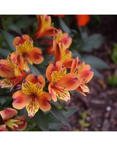 Alstroemeria, Peruvian Lily 'Indian Summer™'