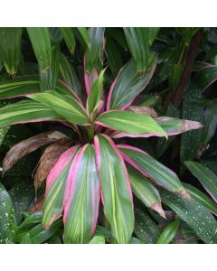 10" Pot