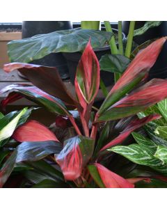 Cordyline Fruticosa 'Florica Red'
