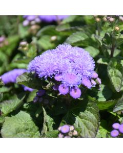 Ageratum, Flossflower Aloha Blue