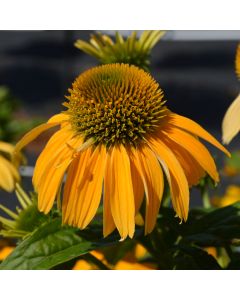 Echinacea, Purple Coneflower 'PollyNation™ Yellow'