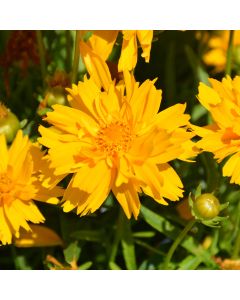 Coreopsis, Large Flowered Tickseed 'Double the Sun'