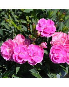 Dianthus, Carnation Pemán 'Fancy Lilac'
