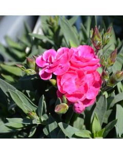 Dianthus, Carnation Pemán 'Fancy Cerise'