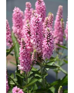 Veronica, Long-leaf Speedwell 'Skyward™ Pink'