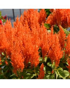 Celosia, Flamma 'Orange'