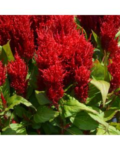 Celosia, Flamma 'Red'