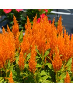 Celosia, Flamma 'Golden'