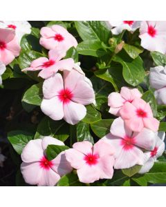 Vinca, Blockbuster™ 'Apricot'