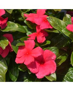 Vinca, Blockbuster™ 'Punch'