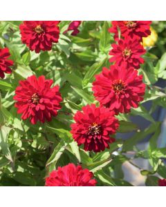 Zinnia, Zydeco™ 'Cherry'