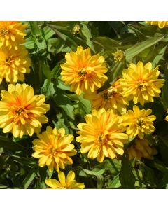Zinnia, Zydeco™ 'Deep Yellow'