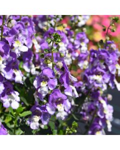 Angelonia, Alonia™ Big Bicolor 'Purple'