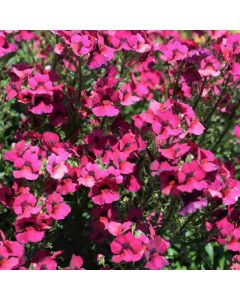 Nemesia, Nesia™ Magenta (early spring crop)