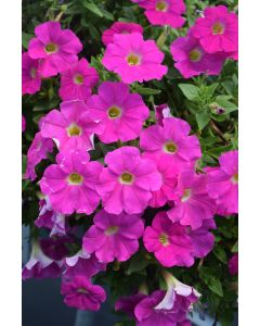 Petunia, Capella™ 'Rose'