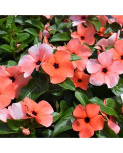 Vinca, Tattoo™ 'Orange'
