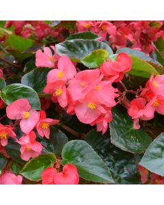 Begonia Viking® Explorer, Green Leaf 'Rose'