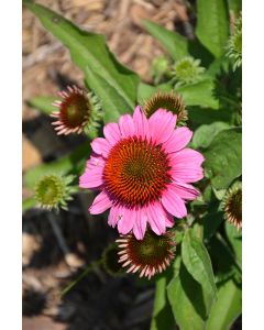 Echinacea, Coneflower SunMagic® Vintage 'Hot Pink'