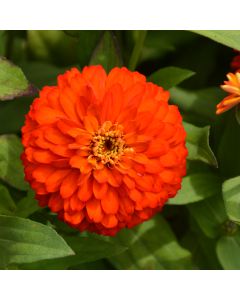 Zinnia, Zydeco™ 'Fire'