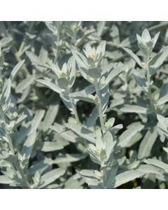 Artemisia, Wormwood 'GardenGhost™'