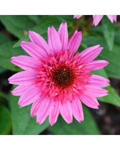 Echinacea, Coneflower Double Scoop™ 'Watermelon Deluxe'