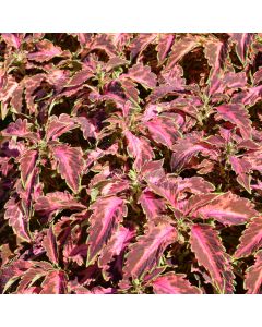 Coleus, Coral Candy