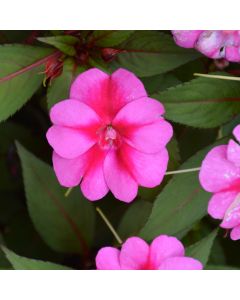Impatiens, SunPatiens® 'Compact Purple Candy'