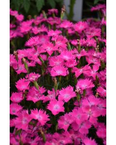 Dianthus, Kahori®