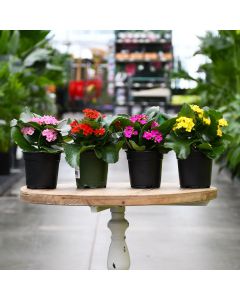 Kalanchoe 'Calandiva'