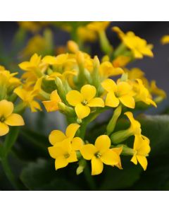 Kalanchoe 'Yellow'