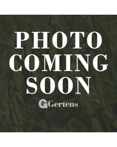 Bromus, Kalm's Brome Prairie Grass 'Minnesota Native'