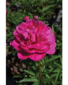 Paeonia, Red Peony 'Kansas'