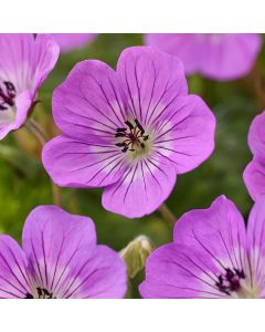 Geranium, 'Kelly Anne'