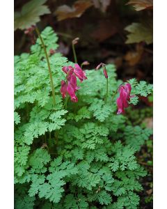 Dicentra, Bleeding Heart 'King of Hearts'