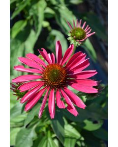 Echinacea, Coneflower 'Kismet® Raspberry'