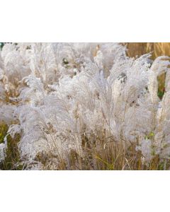 Miscanthus, Silver Grass 'Kleine Fountaine'