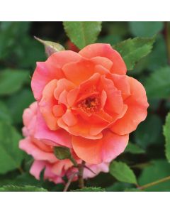 Rosa, Shrub Rose 'Knock Out® Coral'